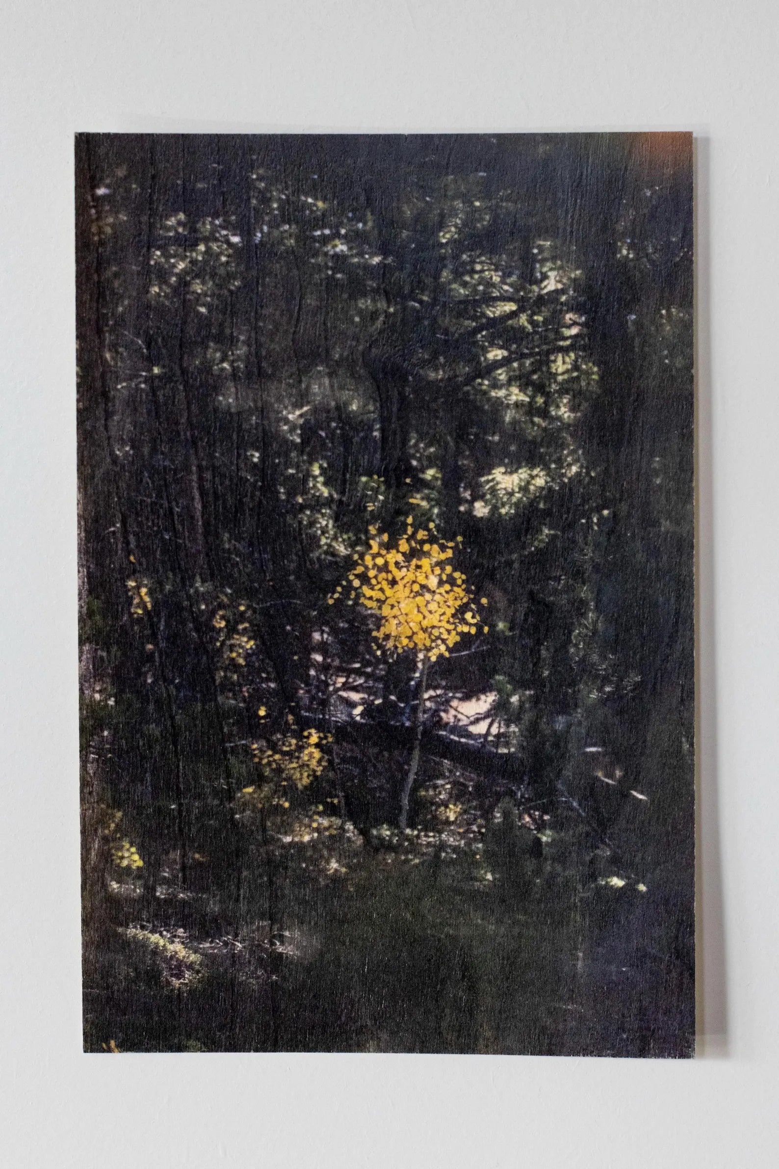 Wood Postcard Collection