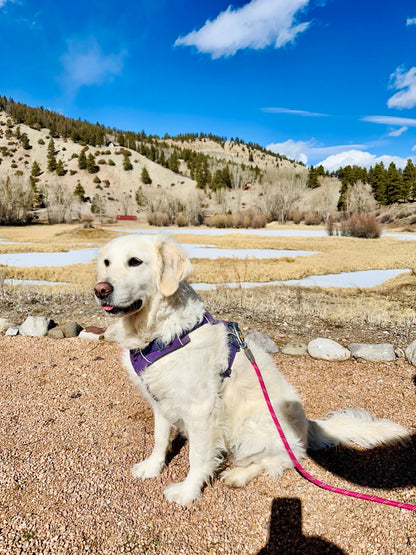 7/14 | PAWS &amp; POURS: Spend an Evening Making Art with Dogs