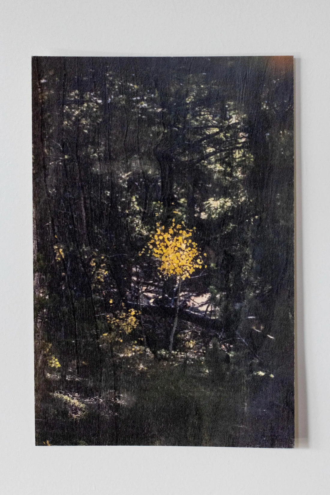 Wood Postcard Collection
