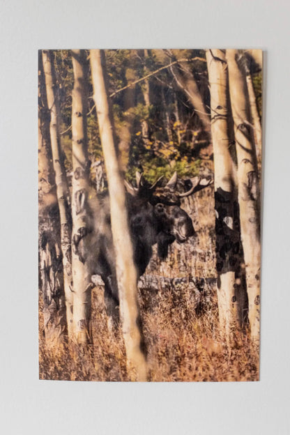 Wood Postcard Collection